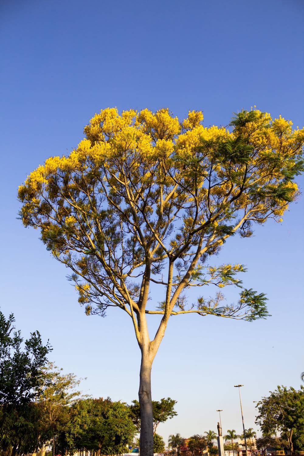 L'arbre qui pousse le plus vite (en milieu naturel)