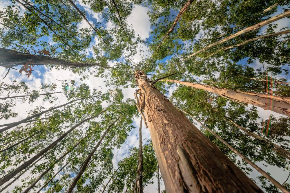 L'arbre qui pousse le plus vite (en condition artificielle)