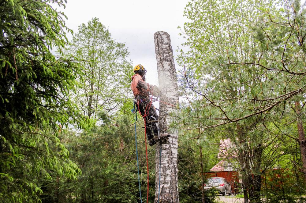 abattage arbre dangereux à Figanières