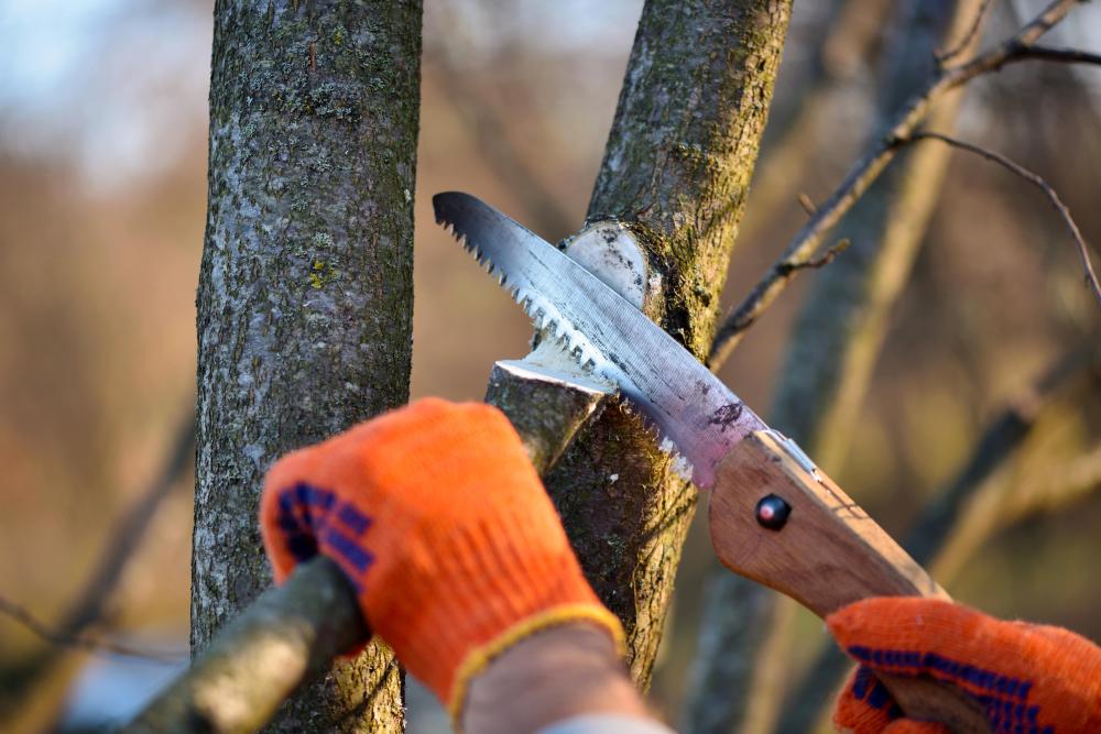 traitement maladies d'arbre à Figanières
