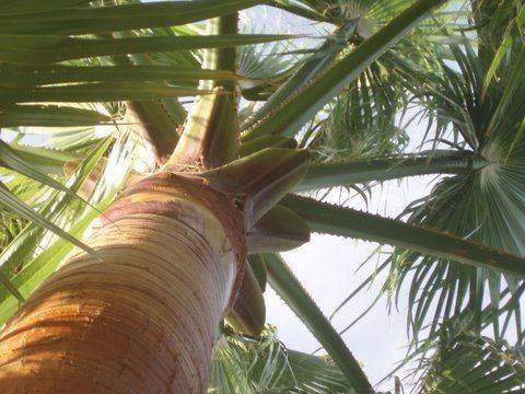 lagage palmiers (2)