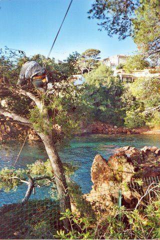 abattage d'arbre (5)