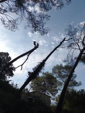 abattage d'arbre (1)
