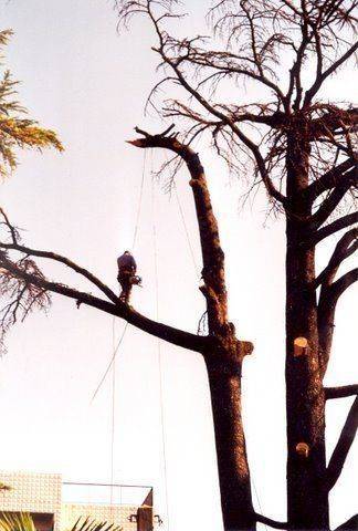 abattage d'arbre (2)