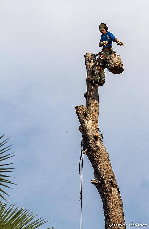 abattage d'arbre (3)