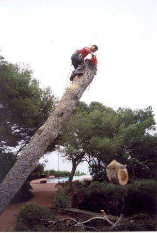 abattage d'arbre (4)