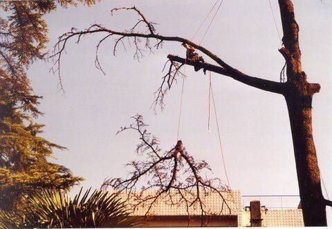 abattage d'arbre (6)