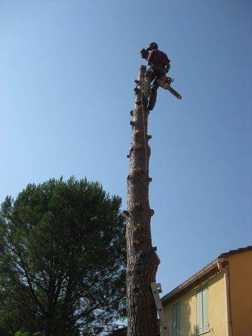 abattage d'arbre (7)