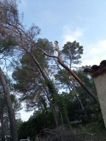 abattage d'arbre (8)