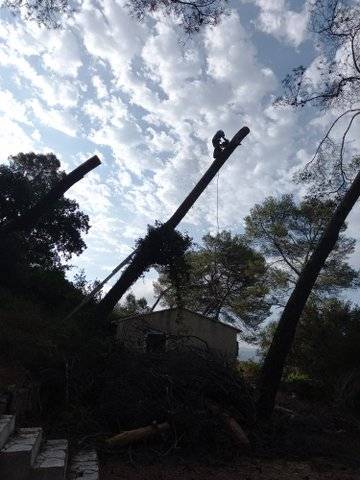abattage d'arbre (10)