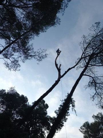 abattage d'arbre (11)