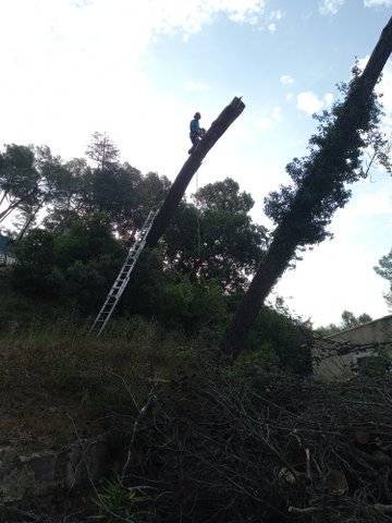 abattage d'arbre (12)