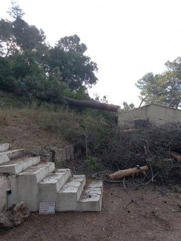 arbre abattu