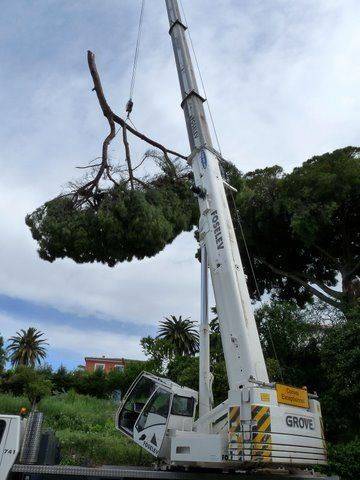 lagage d'arbre (1)
