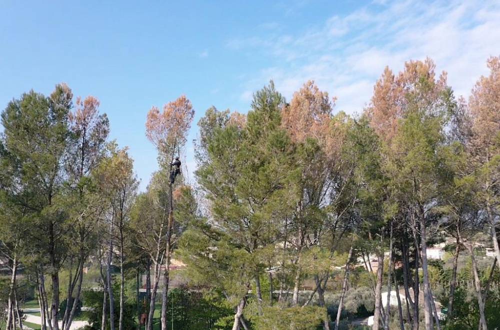 lagage d'arbre (4)