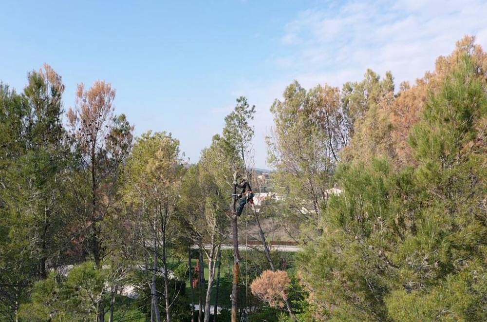 lagage d'arbre (5)