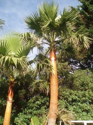 lagage palmiers (1)